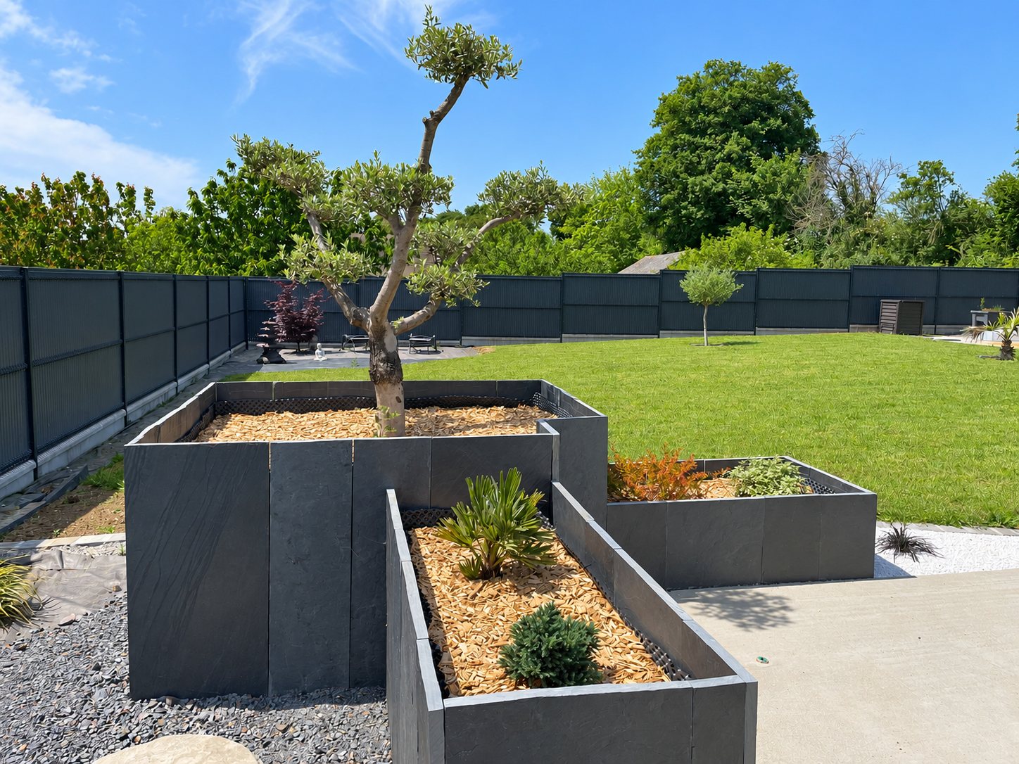 Jardin aménagé avec de grandes jardinières en ardoise grise paillées de copeaux de bois, un olivier taillé, une pelouse et une clôture sombre.
