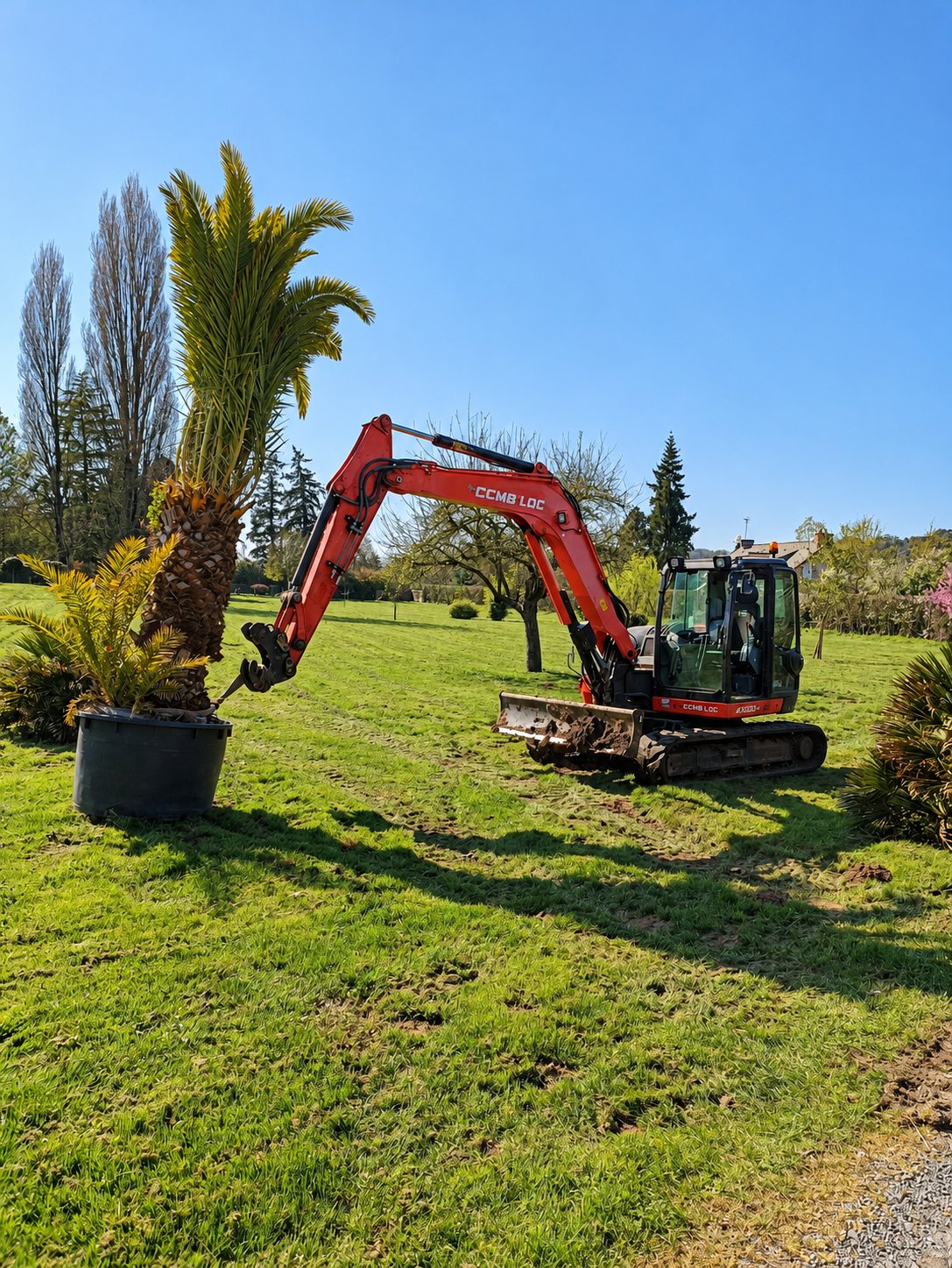 Une pelleteuse rouge sur chenilles soulève un grand palmier près d'un autre palmier en bac, sur une pelouse verte par temps ensoleillé.